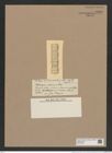Stephanopyxis kittoniana (de-Toni-Nr.: Genus 187, Species 4651) Zeichnungen Sammlung Grunow Nr. 8298 (NHMW-BOT-W0377696)